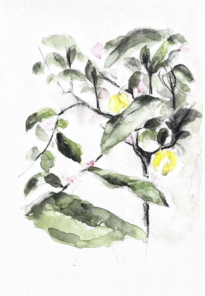 Jardin intérieur / Inner Garden