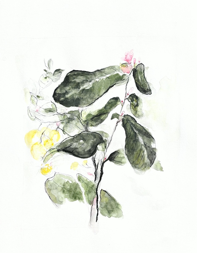 Première fleur / First Blossom