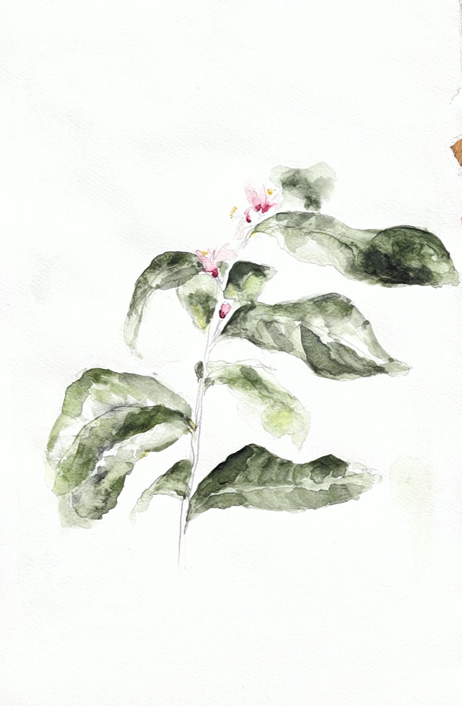 Solonelle — fleurs du matin